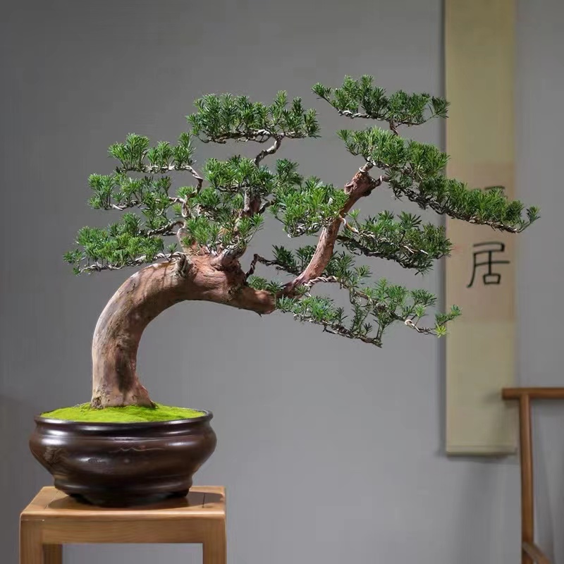 罗汉松盆景